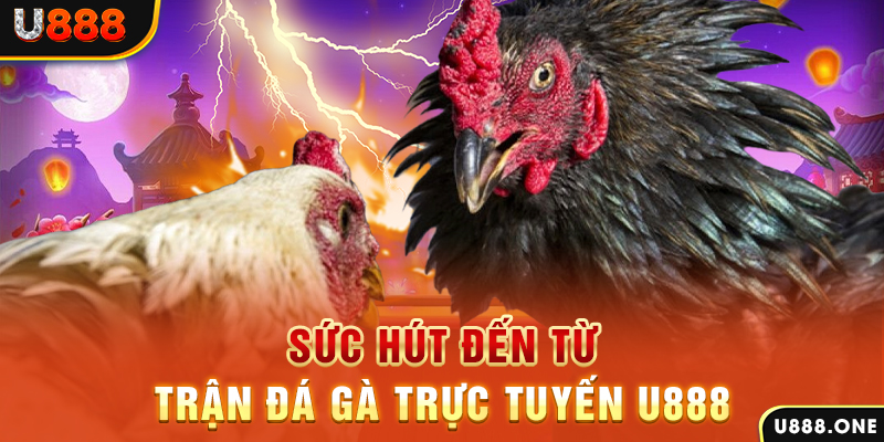 xstd 90 hòn gà chọi