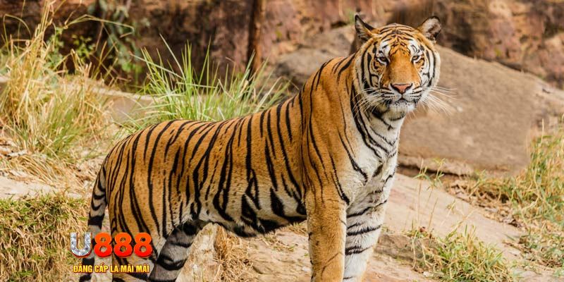 xstd 90 ban ca vip online