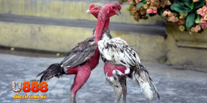 xstd 90 bàn cầu điểm số tay trước trong baccarat là gì